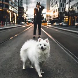 Picture of a woman walking a dog
